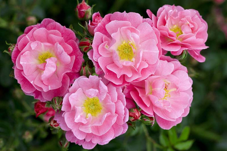 Rose 'Magic Meidiland', Rosa 'Magic Meidiland', Rosa'Magic Meillandecor', Rosa 'MEIbonrib', Shrub Roses, Landscape Roses, Groundcover Roses, Rose bushes, Garden Roses, Pink Roses, Pink Flowers
